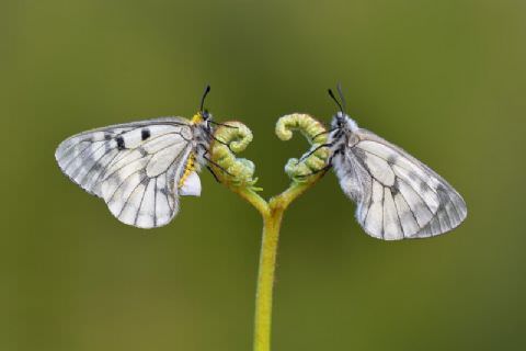 8. Beste Yarışması'nda Fotoğraf Sergisi